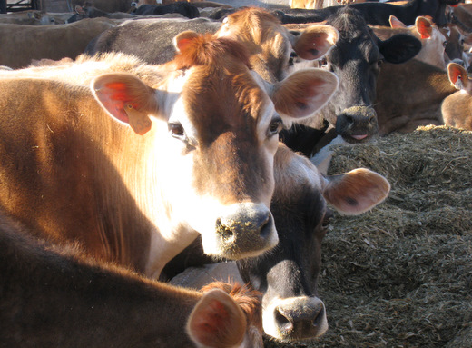 Jersey cows on  the Kilgus Farmstead enjoy the early spring sunshine