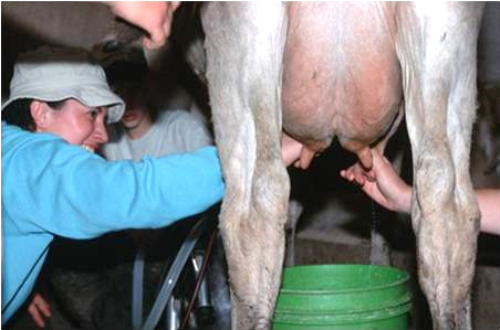 milking a cow at Kilgus farms