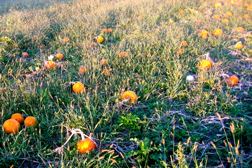 pumpkins waiting to be harvested at Henry's Farm in central Illinois