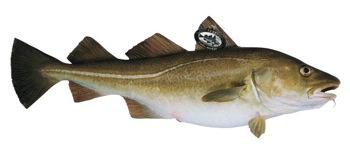 skrei-specimen