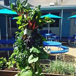 #growtower at @newvillagegirlsacademy in #LosAngeles - Building independence through leadership #zesterdaily