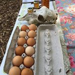 #farmersmarket eggs! And skulls. Just the #essentials