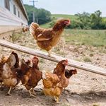 If you're looking for assurances that your #eggs are humanely raised check for third party certifications from #AnimalWelfare groups #foodlabels #familyfarms #sustainablefood