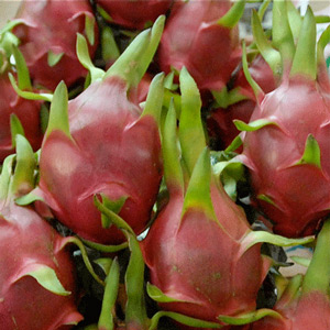 This spring the U.S. began importing dragon fruit. Credit: Kathy Hunt