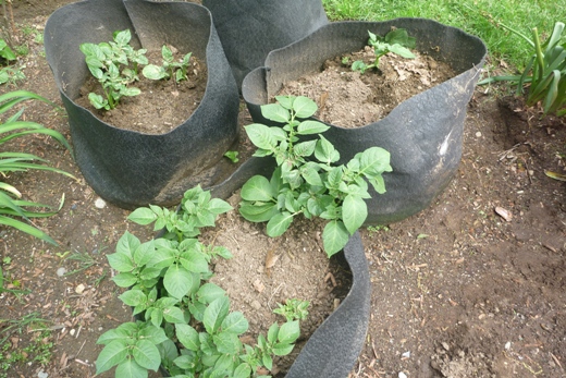 You can grow healthy, easy-to-make potatoes in containers.