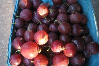 Ripe gooseberries