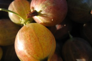Gooseberries