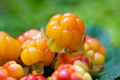Cloudberries