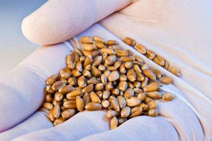 A latex-gloved hand hold wheat seeds in blue light. Credit: istockphoto.com