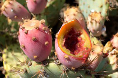 Prickly pear. Credit: Susan Lutz