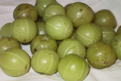 Amla. Credit: Sarah Khan