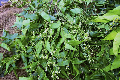 Neem flowers and leaves at Pune Market in India. Credit: Sarah Khan 2001