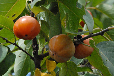 American persimmons. Credit: Kathy Hunt