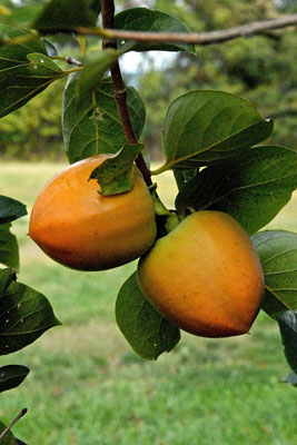 Hachiya persimmons. Credit: Kathy Hunt