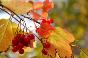 highbush cranberries
