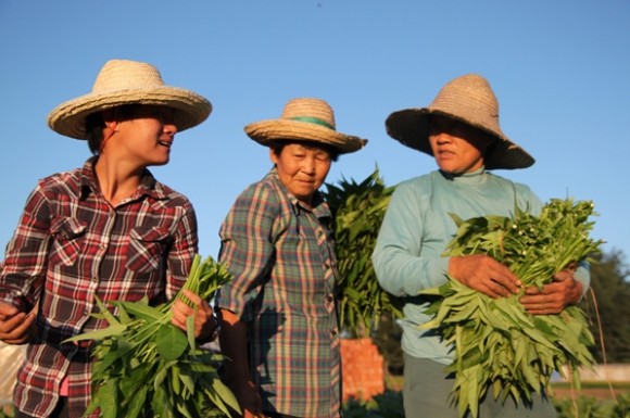 organic CSA in China