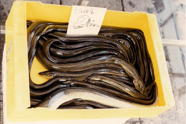 eel sold at the Rialto fish market in Venice