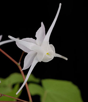Horny goat weed. Credit: Julie Bruton-Seal
