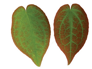 Horny goat weed leaves. Credit: Julie Bruton-Seal