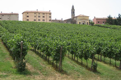 Soave vineyards. Credit: jkk at nl.wikipedia