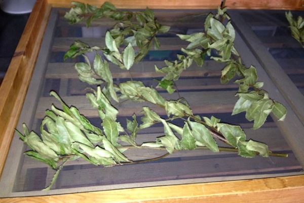 Bay leaves from the herb gardens at Berkshire Botanical Gardens are drying on a rack. Credit: Carole Murko