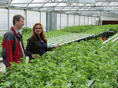 Miles McEvoy of the National Organic Program deputy administrator, and Karen Archipley, co-founder of the Veterans Sustainable Agriculture Training program, tour through the Archipleys’ organic basil garden. Credit: Flickr / USDAgov