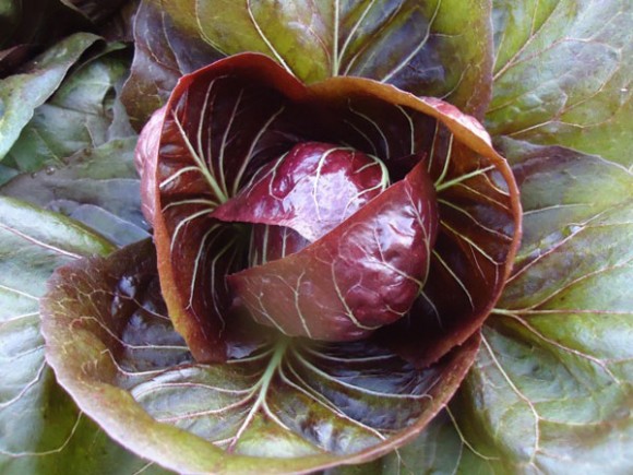 Radicchio. Credit: Deborah Madison