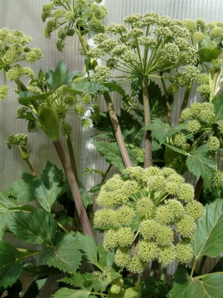 Angelica. Credit: Deborah Madison