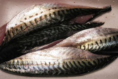 Mackerel. Credit: Sue Style
