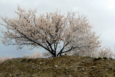 An apricot tree. Credit: Jyldyz Doolbekova