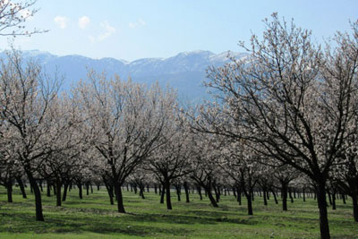 Apricot trees. Credit: Jyldyz Doolbekova