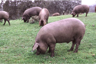 Ibérico pigs. Credit: Courtesy of Aeceriber