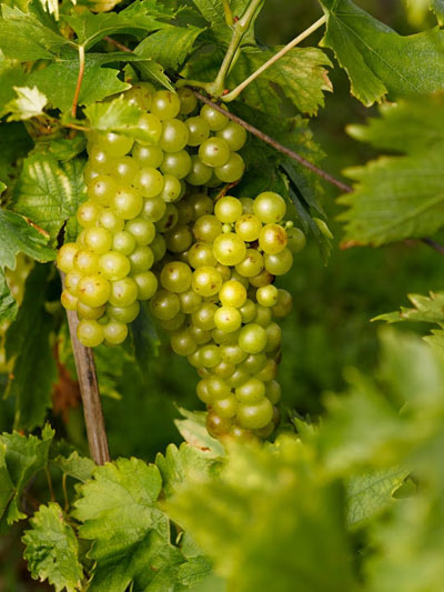 Muscat grapes on the vine. Credit: SPACH Conseil Vins Alsace