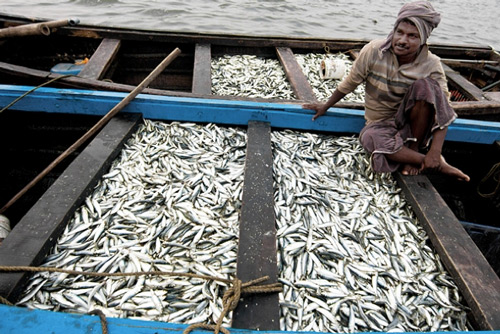 Fishing in the South Indian chaakaras during monsoon season. Credit: Prasanth Gulfu