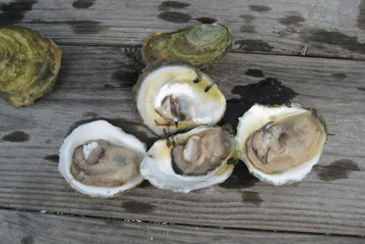 Freshly shucked Blue Point oysters. Credit: Sofia Perez