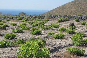 A vineyard in the Greek island of Santorini. Credit: Rosemary George