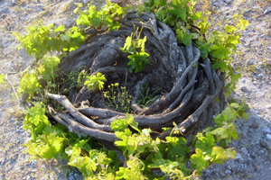 The traditional way of cultivating grapes on Santorini. Credit: Rosemary George
