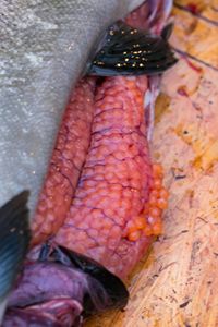 A salmon belly full of fresh roe. Credit: Caroline J. Beck