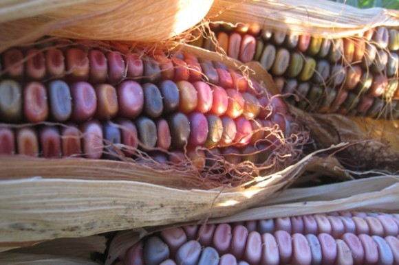 Mandan Bride corn. Credit: Terra Brockman Mandan Bride corn. Credit: Terra Brockman