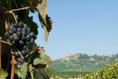 Grapes growing at Cascina Fontana. Credit: Kim Millon