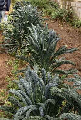 Lacinato kale growing in a garden. Credit: Nancy Harmon Jenkins