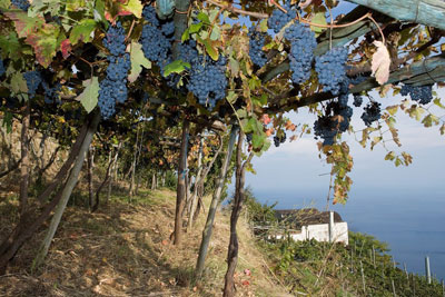 Grapes growing at the Marisa Cuomo winery in Furore, Italy. Credit: Cantine Marisa Cuomo