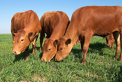 Cattle grazing. Credit: Stephen Ausmus / USDA