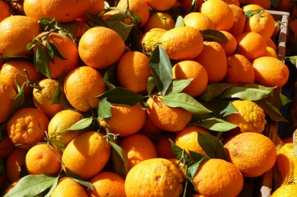 Bitter oranges in Greece. Credit: Rosemary Barron