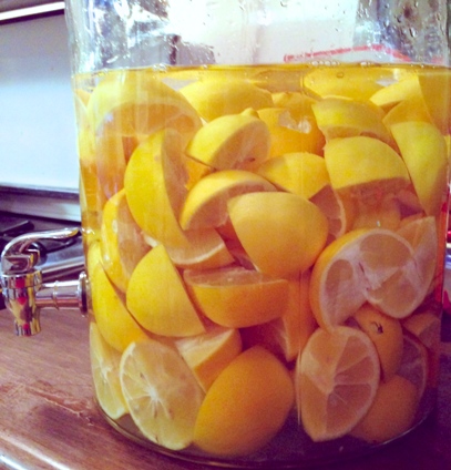 Meyer lemons in vodka, becoming limoncello. Credit: Cheryl Lee