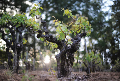 New growth on an old vine from 