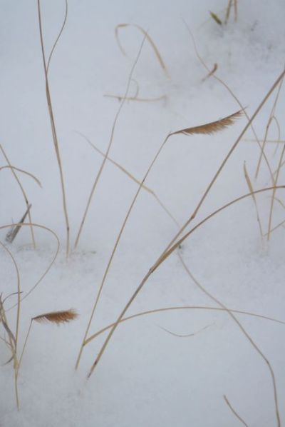 Snow-covered wild plants in Colorado. Credit: Wendy Petty