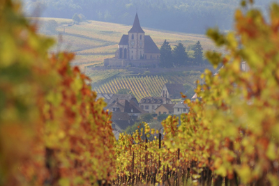 Trimbach vineyards in Ribeauvillé, Alsace