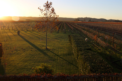 Sunset at the Alpha Domus estate in New Zealand. Credit: Courtesy of Alpha Domus