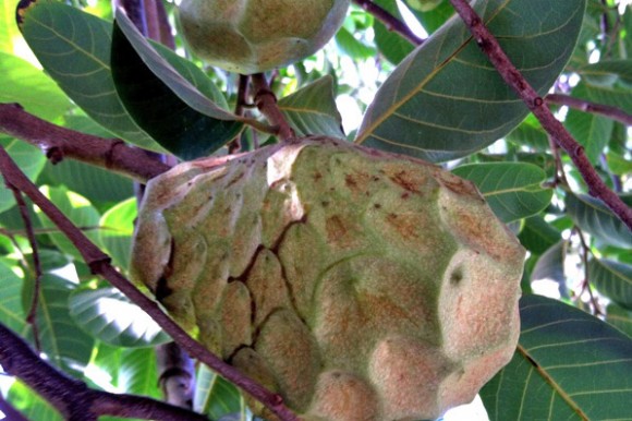 Cherimoya in Hawaii. Credit: Terra Brockman